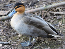 Philippine Duck (WWT Slimbridge March 2011) - pic by Nigel Key